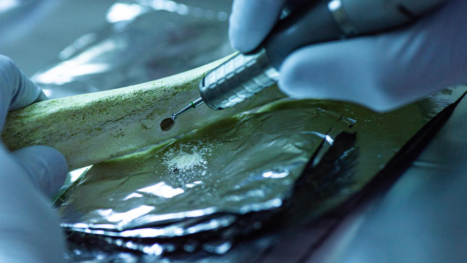 Pictures from the ancient DNA laboratory in at the MPI-EVA in Leipzig showing a laboratory person at work.