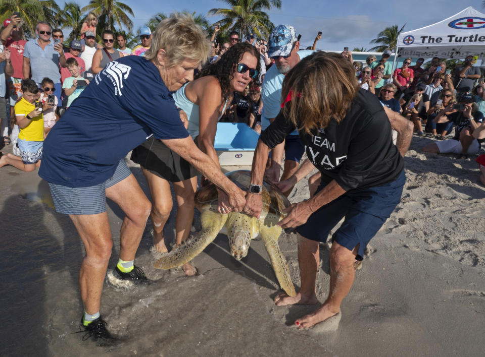 In this photo provided by the Florida Keys News Bureau, Diana Nyad, left, her expedition leader Bonnie Stoll, right, and staff from the Florida Keys-based Turtle Hospital position "Rocky," a rehabilitated green sea turtle, for return to the Atlantic Ocean Sunday, Oct. 22, 2023, from a beach in Key West, Fla. The turtle release was part of a weekend 10th anniversary celebration commemorating Nyad's successful 2013 swim from Cuba to Key West, ending at the same beach. Rescued in January and taken to the Turtle Hospital, "Rocky" required an eight-hour intestinal surgery, breathing treatments, a blood transfusion and months of medications to survive. At age 64, Nyad came ashore on Labor Day 2013 after swimming continuously for 52 hours and 54 minutes across the Florida Straits from Havana. (Andy Newman/Florida Keys News Bureau via AP)