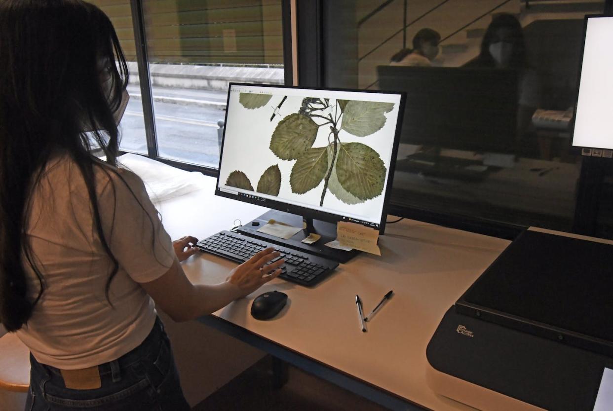 Digitizing plants preserved in the herbarium at La Sapienza University in Rome. <a href="https://www.gettyimages.com/detail/news-photo/rome-la-sapienza-museum-complex-herbarium-museum-the-news-photo/1401716985" rel="nofollow noopener" target="_blank" data-ylk="slk:Mimmo Frassineti/AGF/Universal Images Group via Getty Images;elm:context_link;itc:0;sec:content-canvas" class="link ">Mimmo Frassineti/AGF/Universal Images Group via Getty Images</a>