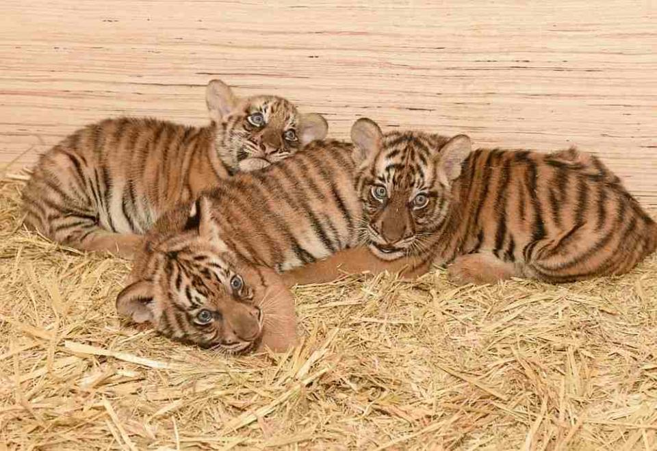 Taiping Zoo and Night Safari's newborn cubs has been named Puntum, Teja and Bayu. — Picture courtesy of TZNS