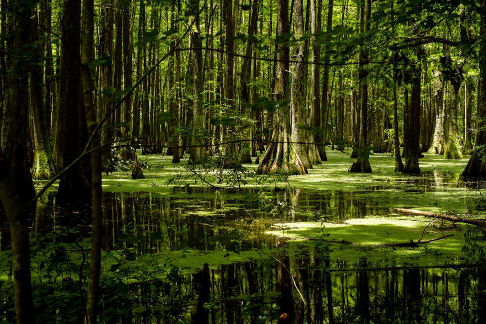 Louisiana: Chicot State Park, Ville Platte