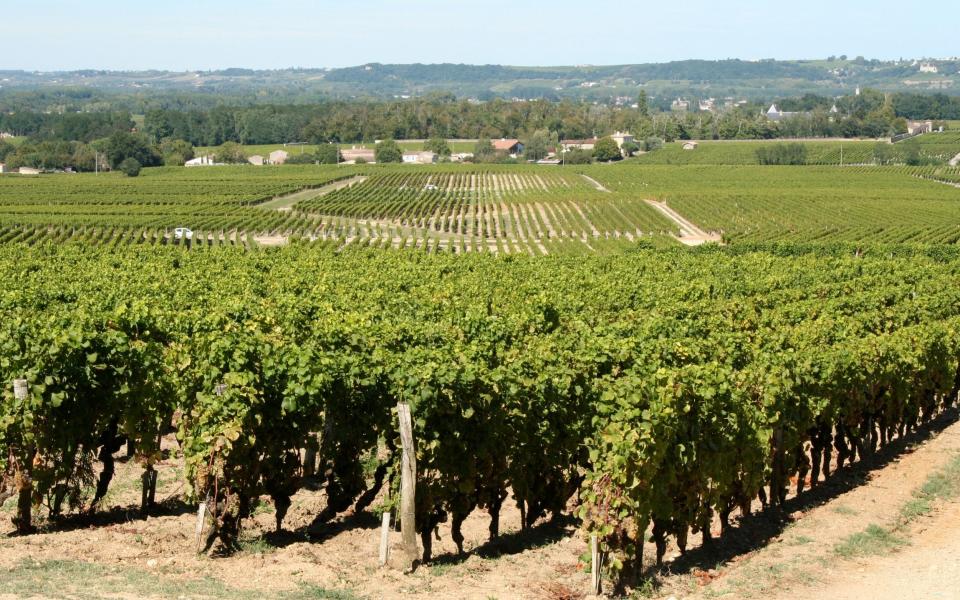 The vineyards of Château d’Yquem, Sauternes