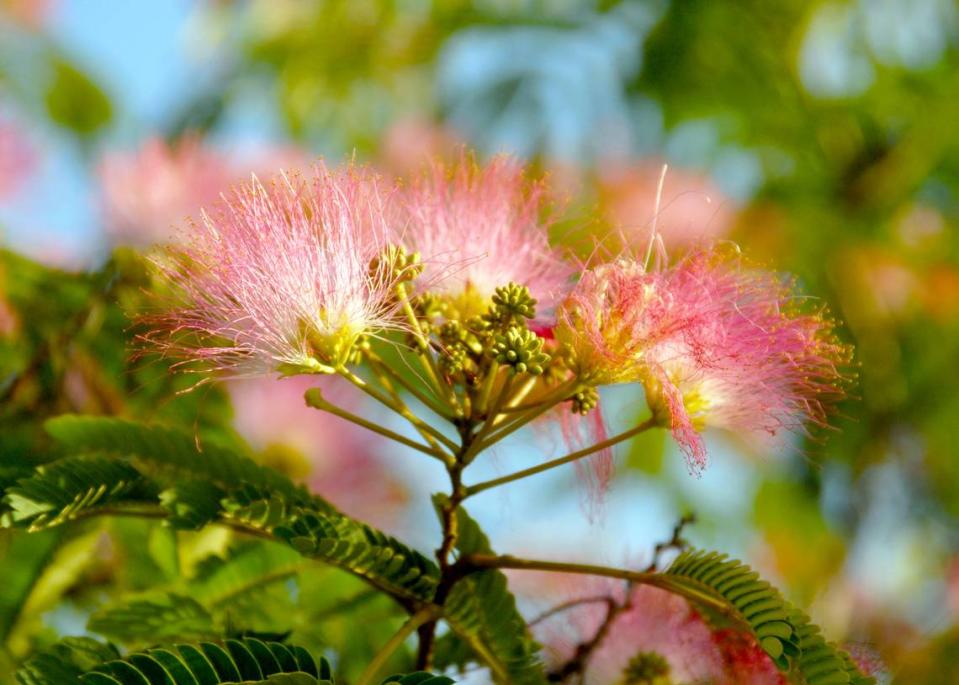 Mimosas are colorful when the bloom, but short-lived in the landscape. Instead, plant trees that likely to live for 75 to 150 years, such as live oaks, Shumard red oaks, Chinquapin oaks, bur oaks and pecans.