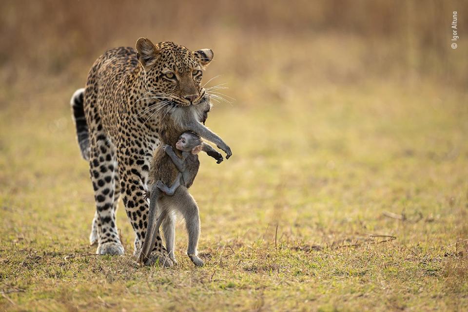 Holding on (Igor Altuna/Wildlife Photographer of the Year)