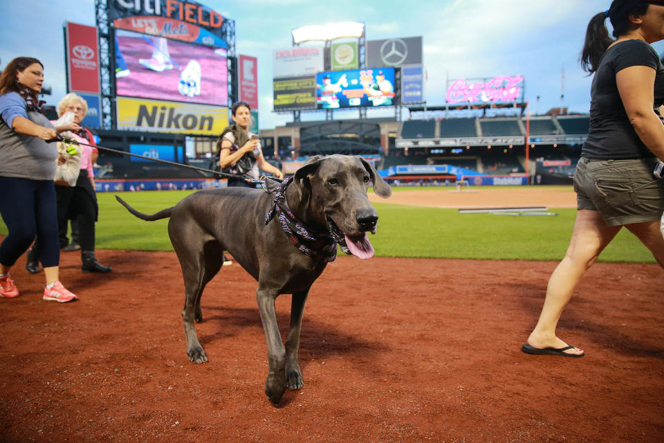 Bark in the Park