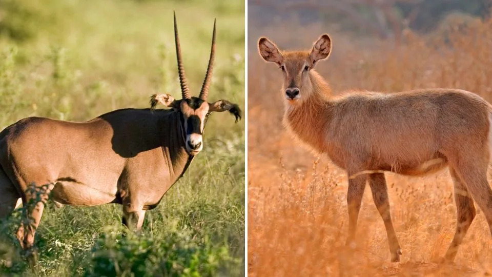 The Tsavo lions also preyed on oryx (left) and waterbucks. - John Warburton-Lee/Alamy Stock Photo; Aditya Dicky Singh/Alamy Stock Photo