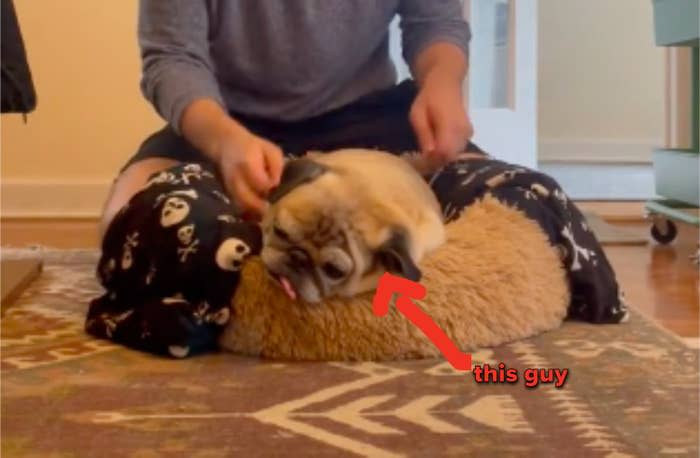 A pug lounging on the ground with it's human