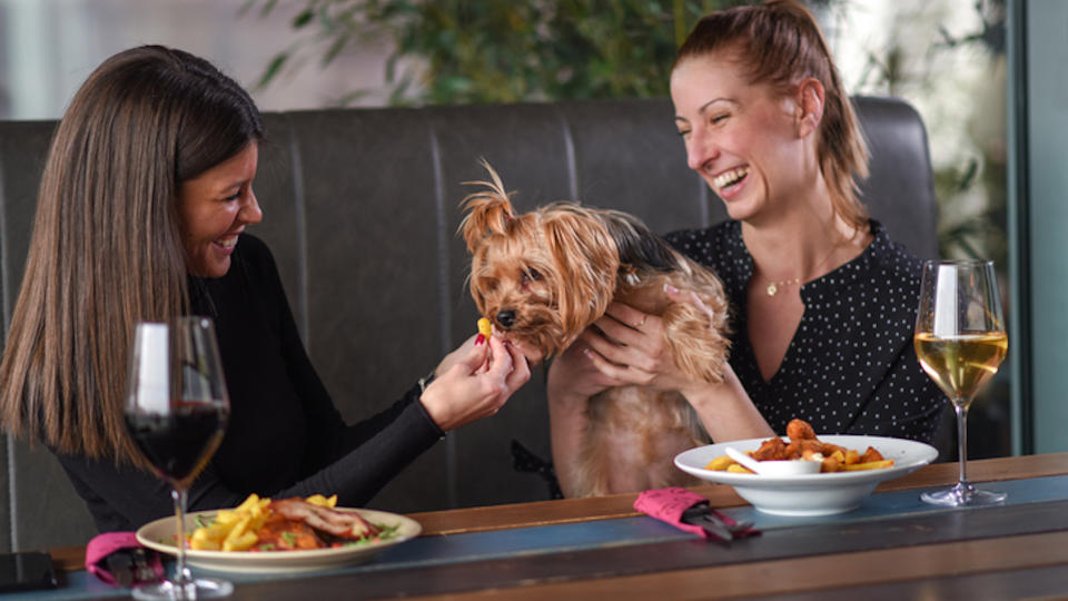 Research pet-friendly restaurants and cafes