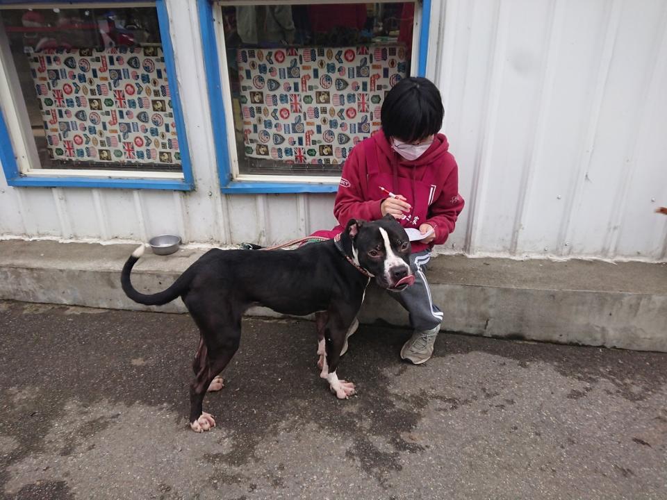 新北市動保處歡迎有比特犬飼養經驗的飼主認養比特犬。   圖：新北市動保處提供