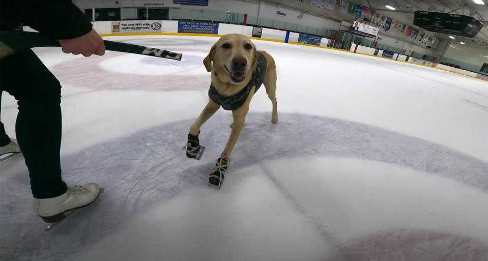 Benny ice skating labrador