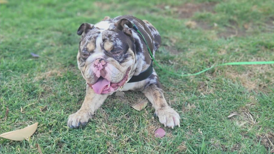 Capone is a 1-year, 10-month-old English Bulldog that was stolen at gunpoint from a couple in West Hollywood. 