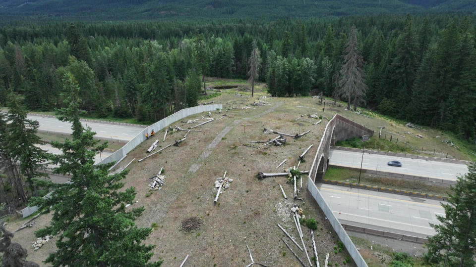 A wildlife crossing in Washington State.  / Credit: CBS News