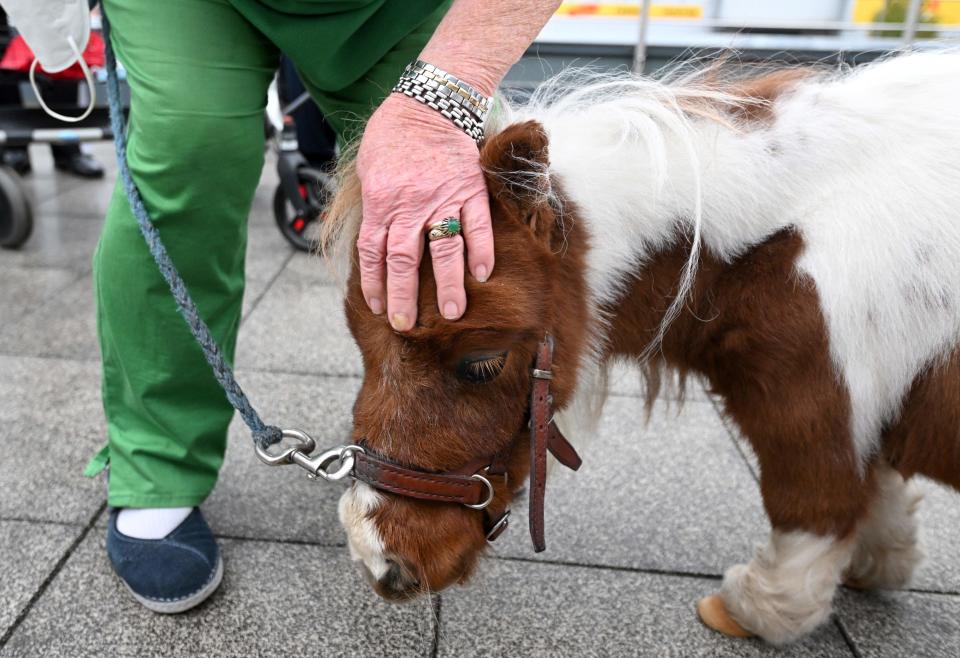 An elderly woman strokes small Shetland pony Pumuckel at a nursing home in Kierspe, western Germany on October 21, 2022.