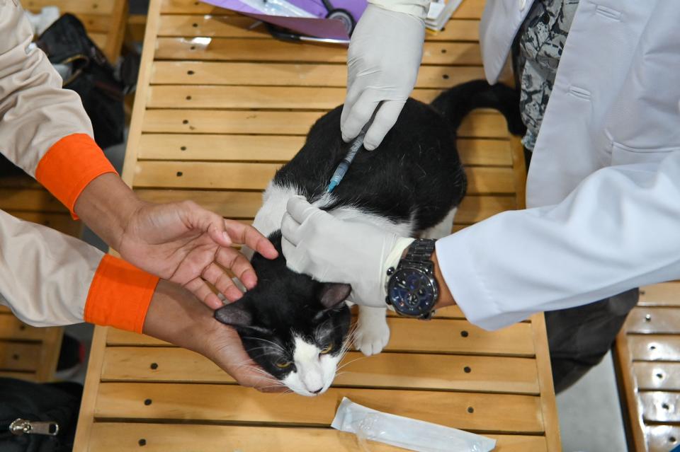 A vet gives a cat a rabies vaccine in Banda Aceh on March 11, 2023. (Photo by CHAIDEER MAHYUDDIN / AFP) (Photo by CHAIDEER MAHYUDDIN/AFP via Getty Images)