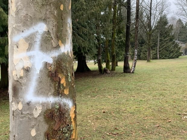 At least eight trees were spray-painted with swastikas and racist slogans in Vancouver's Riverview Park. (Enzo Zanatta/CBC - image credit)