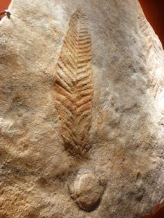 A fossil of a plant that went extinct 550 million years ago.