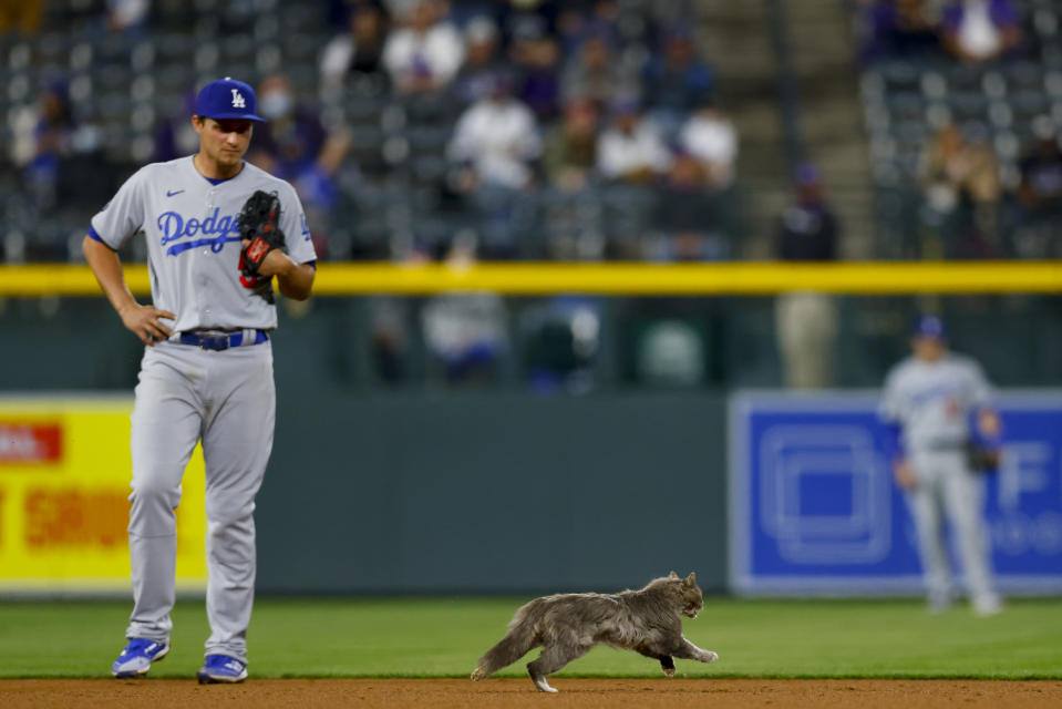 DENVER, CO - APRIL 2:  A cat runs onto the field and past Corey Seager #5 of the Los Angeles Dodgers during the eighth inning against the Colorado Rockies at Coors Field on April 2, 2021 in Denver, Colorado. (Photo by Justin Edmonds/Getty Images)