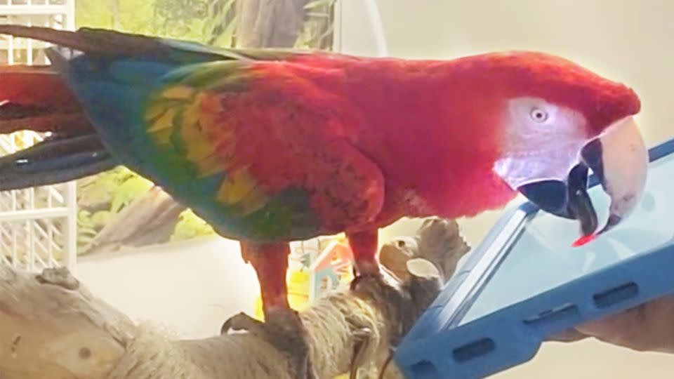 The researchers collaborated with the bird's caregiver to design the tablet game so that the parrot could use it.  -Rebecca Kleinberger