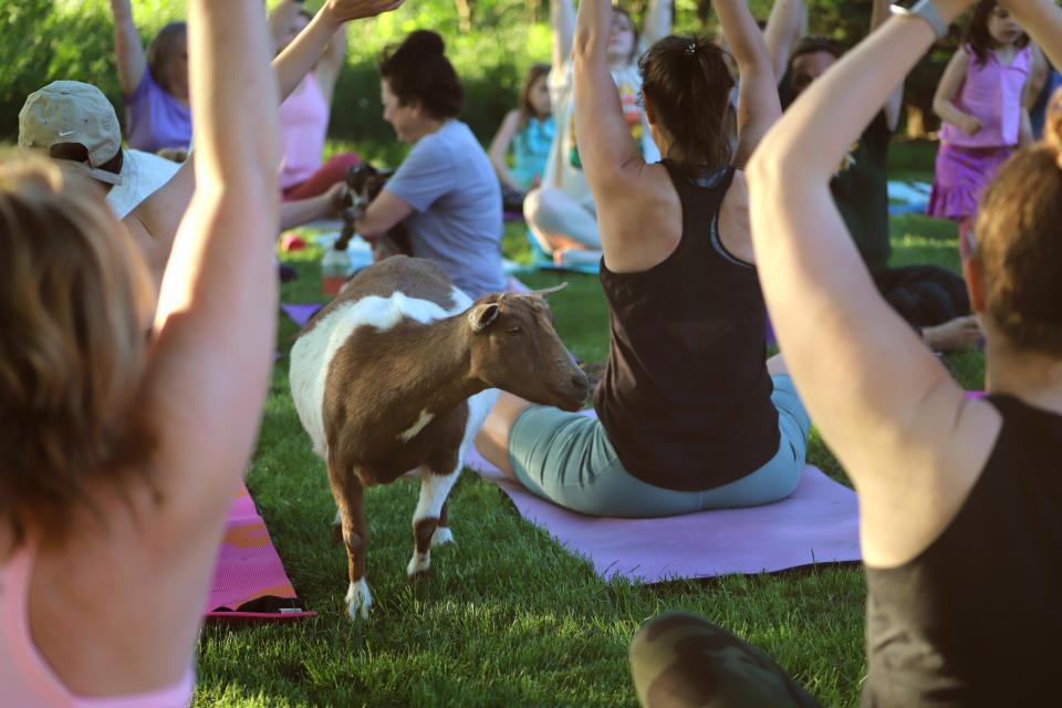 People strike yoga poses as goats wander around the pen at Glean for Good farm on Thursday, June 16.