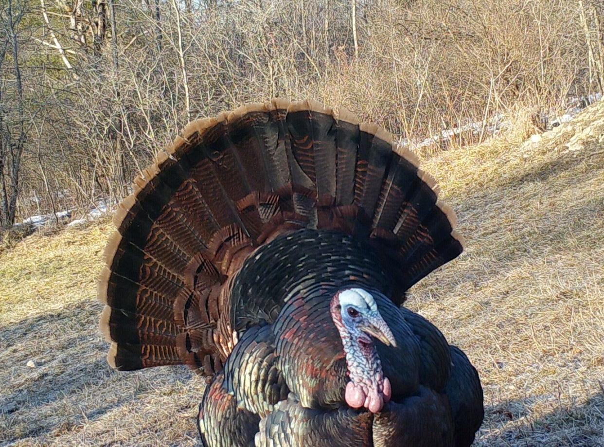 A wild tom turkey in full display shows off his colors.