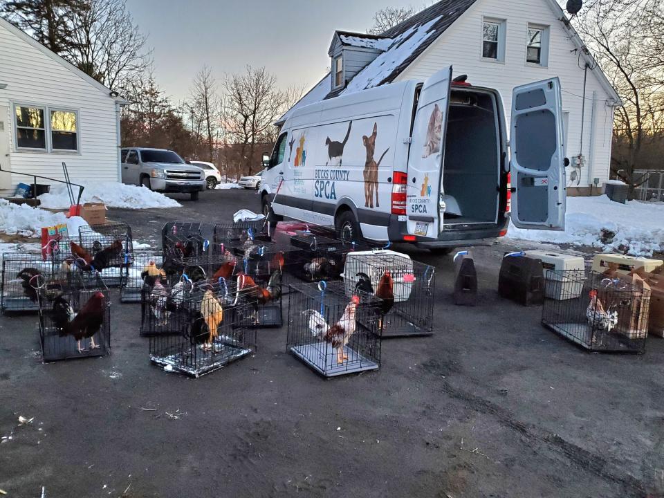 The Bucks County SPCA has rescued 49 roosters and chickens used as part of an active cockfighting operation on a property in Plumstead.  One man has been arrested and more arrests are expected, authorities said.