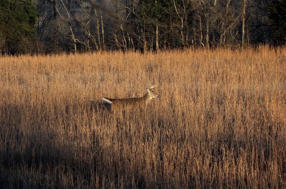 Don’t overlook public land for a chance at a late season buck.