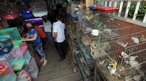 Cages full of pet birds are displayed for sale at the Arranque pet market in Manila. Protected wildlife used to be openly hawked at big pet markets such as Arranque in Manila's Chinatown and Cartimar near the financial district