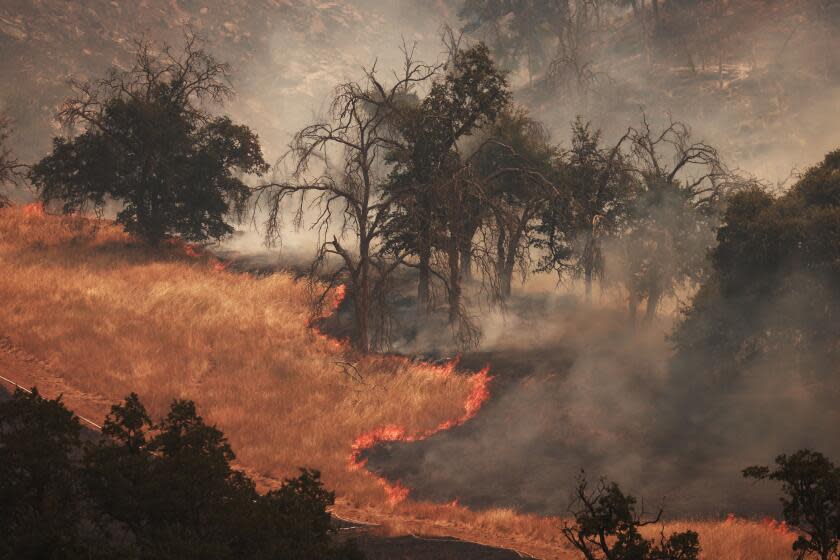 Grass and oak trees burn during the Basin Fire in the Sierra National Forest in Fresno County, California, June 27, 2024. A trio of wildfires, named the "June Lightning Complex Fire," in the county have burned 7,002 acres (2834 hectares), and together are 15 percent contained, with evacuation orders in place by Cal Fire authorities. (Photo by David SWANSON / AFP) (Photo by DAVID SWANSON/AFP via Getty Images)