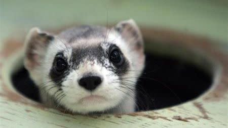 The ferret, similar to the once pictured here, was relocated to safer grounds by security guards. Photo: Reuters