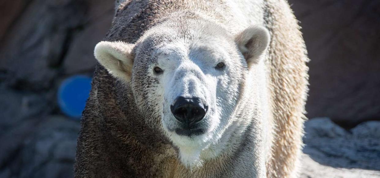 Payton Polar Bear NC Zoo