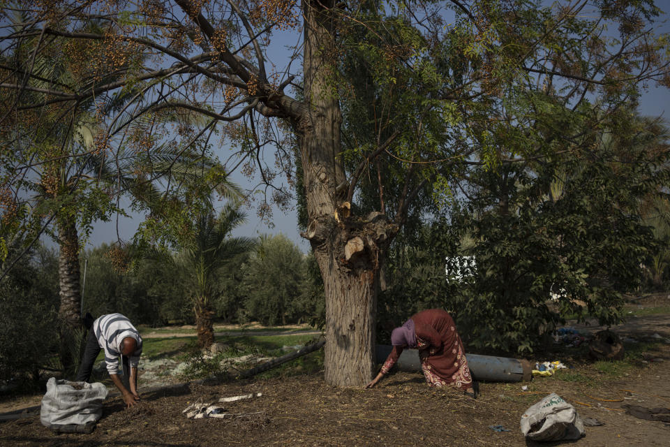 Members of Abu Jarad family, who were displaced by the Israeli bombardment of the Gaza Strip, collect wood at a makeshift tent camp in the Muwasi area, southern Gaza, Monday, Jan. 1, 2024. (AP Photo/Fatima Shbair)