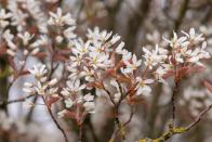 <p>The best time to plant a smooth serviceberry tree is in the autumn so that it has a chance to establish before winter arrives. Like many serviceberries, this species also provides interest throughout several seasons. </p><p><a class="link " href="https://www.thompson-morgan.com/p/amelanchier-lamarckii/T58264TM" rel="nofollow noopener" target="_blank" data-ylk="slk:BUY NOW VIA THOMPSON & MORGAN;elm:context_link;itc:0;sec:content-canvas">BUY NOW VIA THOMPSON & MORGAN</a></p>