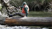 In this photo taken Tuesday, April 15, 2014, fisheries biologist Pete Verhey clambers over a log while searching for evidence of fish eggs in Squire Creek, a tributary of the North Fork of the Stillaguamish River, near Darrington, Wash. Finding a spawning nest, called a redd, is an encouraging sign that steelhead trout may be making their way upstream from Oso., Wash., above where a massive landslide decimated a riverside neighborhood a month ago and pushed several football fields worth of sediment down the hillside and across the river. As search crews continue to look for people missing in the slide, scientists also are closely monitoring how the slide is affecting federally endangered fish runs, including Chinook salmon and steelhead. (AP Photo/Elaine Thompson)