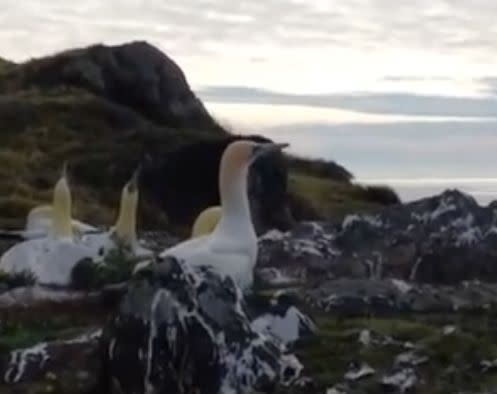 Nigel (center) is a gannett who lived 5 years on New Zealand's Mana Island and fell in love with a concrete decoy. (Photo: Geobeats)