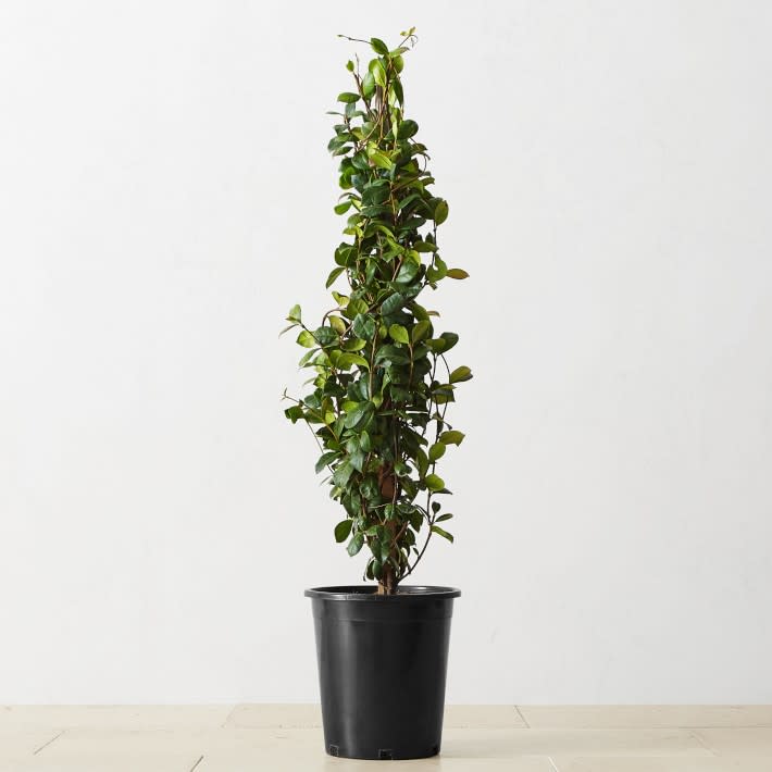 <p><a href="https://go.redirectingat.com?id=74968X1596630&url=https%3A%2F%2Fwww.williams-sonoma.com%2Fproducts%2Falder-and-oak-star-jasmine-potted-plant&sref=https%3A%2F%2Fwww.housebeautiful.com%2Flifestyle%2Fgardening%2Fg43854993%2Foutdoor-plants-for-patio%2F" rel="nofollow noopener" target="_blank" data-ylk="slk:Shop Now;elm:context_link;itc:0;sec:content-canvas" class="link rapid-noclick-resp">Shop Now</a></p><p>Star Jasmine Potted Plant</p><p>williams-sonoma.com</p><p>$119.95</p>