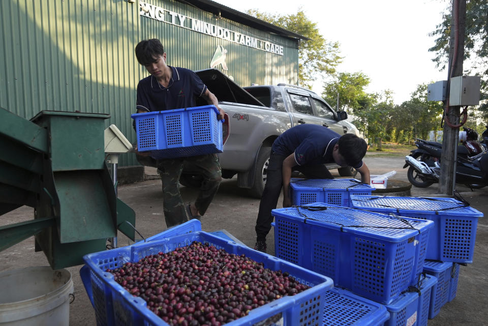 Workers unload baskets of freshly picked coffee beans at a coffee factory in Dak Lak province, Vietnam on Feb. 1, 2024. New European Union rules aimed at stopping deforestation are reordering supply chains. An expert said that there are going to be "winners and losers" since these rules require companies to provide detailed evidence showing that the coffee isn't linked to land where forests had been cleared. (AP Photo/Hau Dinh)