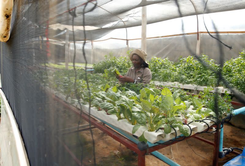 Urban farmer Venensia Mukarati tends to plants growing in a hydroponic garden in Harare