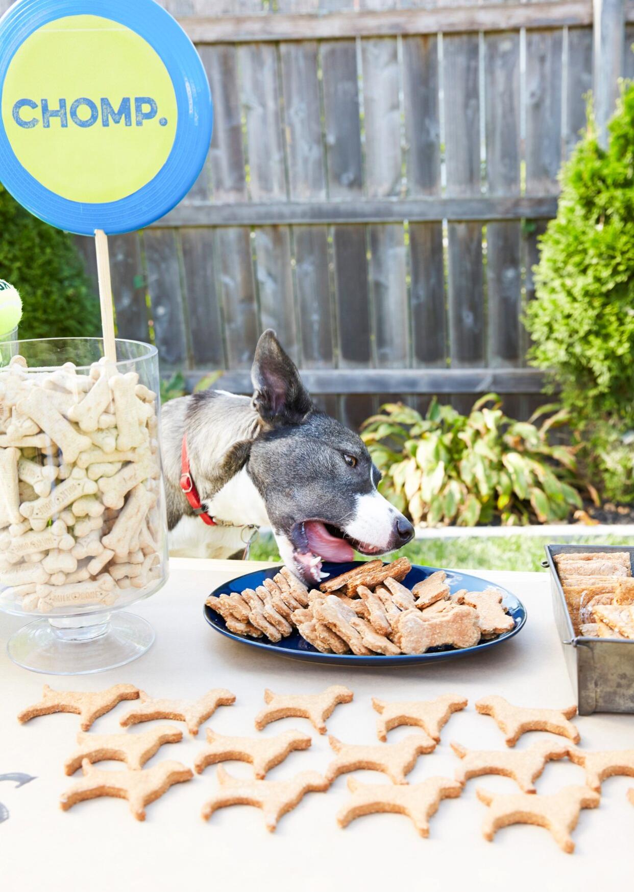 dog sneaking a homemade dog biscuit from treat table