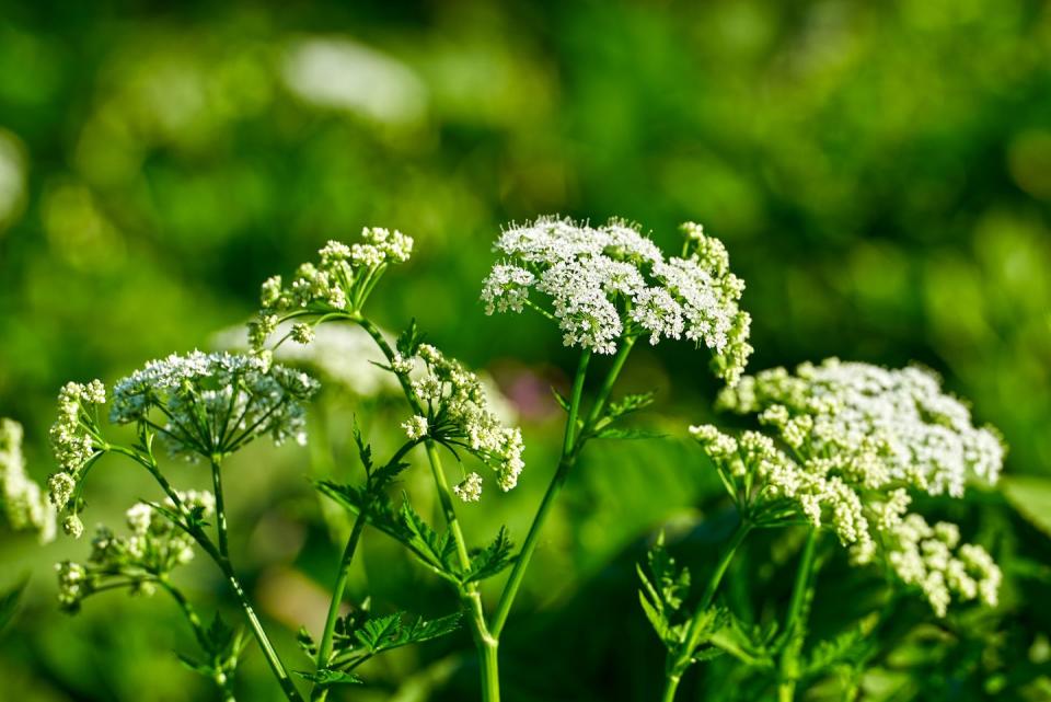 invasive plants poison hemlock