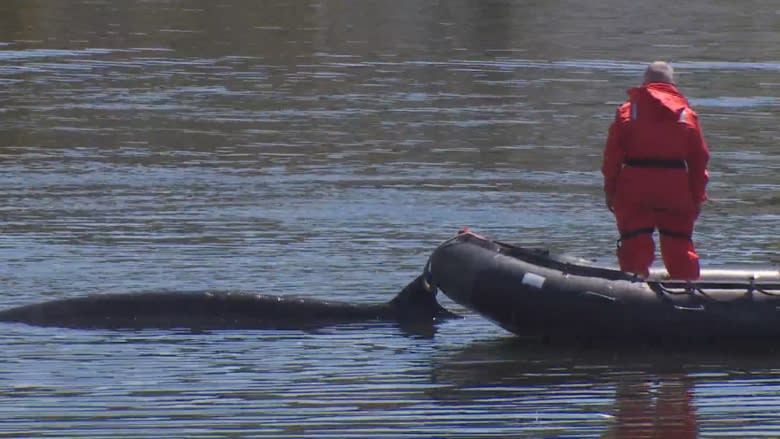 No sign of whale formerly stuck in Harbour Grace