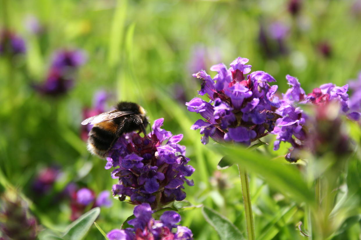 Selfheal and white tailed bumblebee (Trevor Dines/Plantlife/PA)