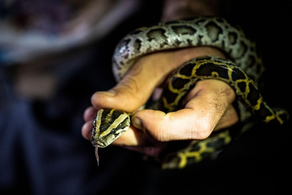 A professional python hunter, hired by the Florida Fish and Wildlife Conservation Commission (FWC) Enrique Galan catches a Burmese python in Everglades National Park, Florida on August 11, 2022.
