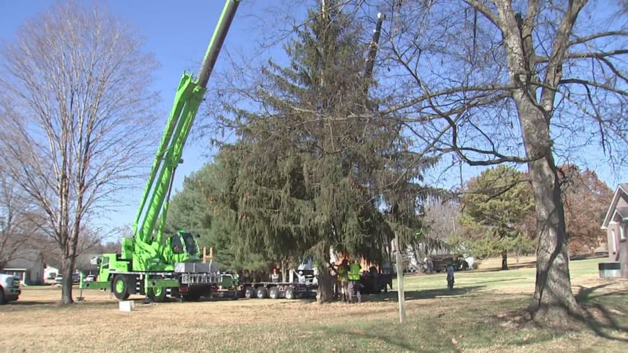 Capitol Christmas tree 2024