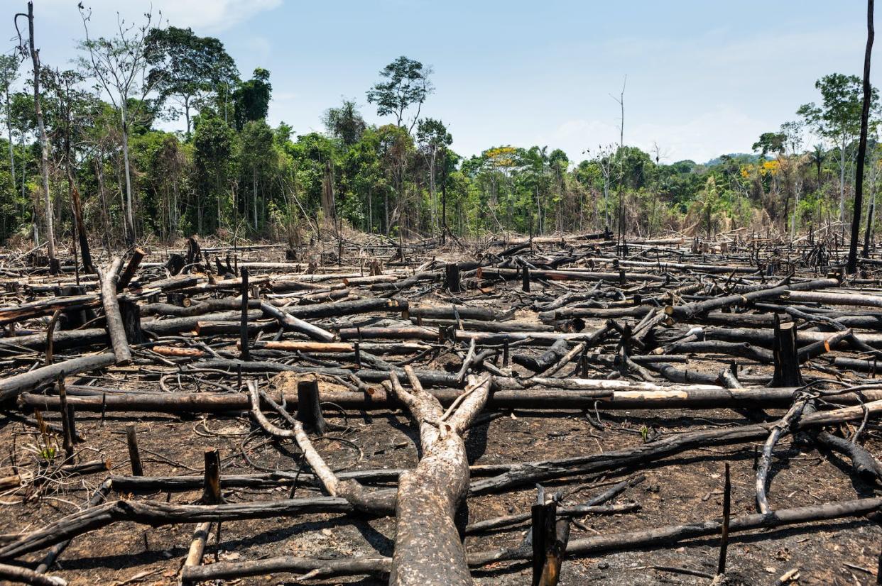 Deforestación en la Amazonía. <a href="https://www.shutterstock.com/es/image-photo/trees-cut-burned-transformed-into-charcoal-1566903007" rel="nofollow noopener" target="_blank" data-ylk="slk:Shutterstock / PARALAXIS;elm:context_link;itc:0;sec:content-canvas" class="link ">Shutterstock / PARALAXIS</a>