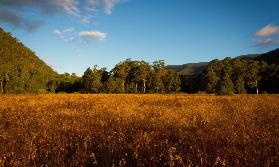 Journalist Anthony Sharwood describes the Australian Alps Walking Track as a ‘botanical paradise’.