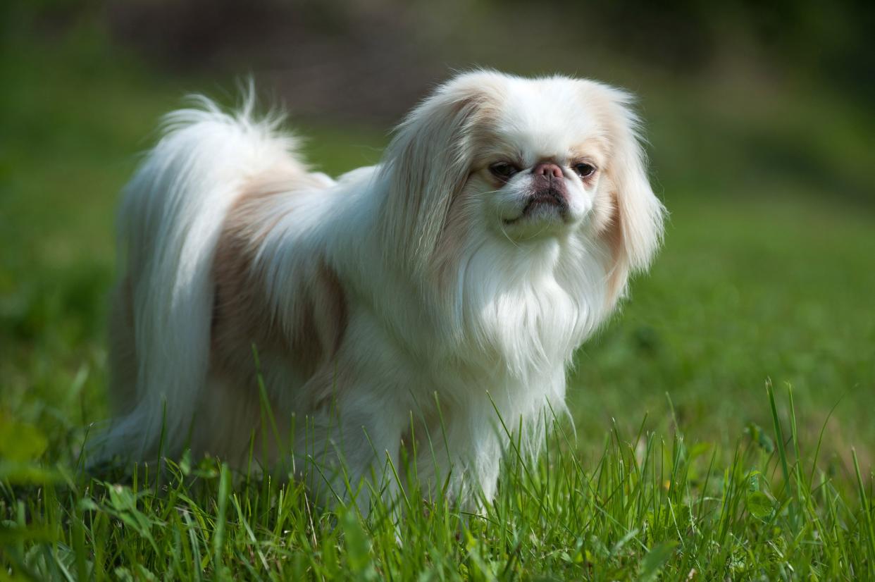 Rare brown Japanese Chin or Japanese Spaniel standing on Meadow.