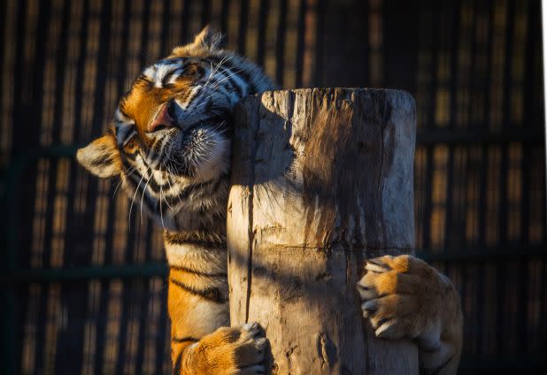 Mina the tiger was one of the animals euthanized, according to the sanctuary.