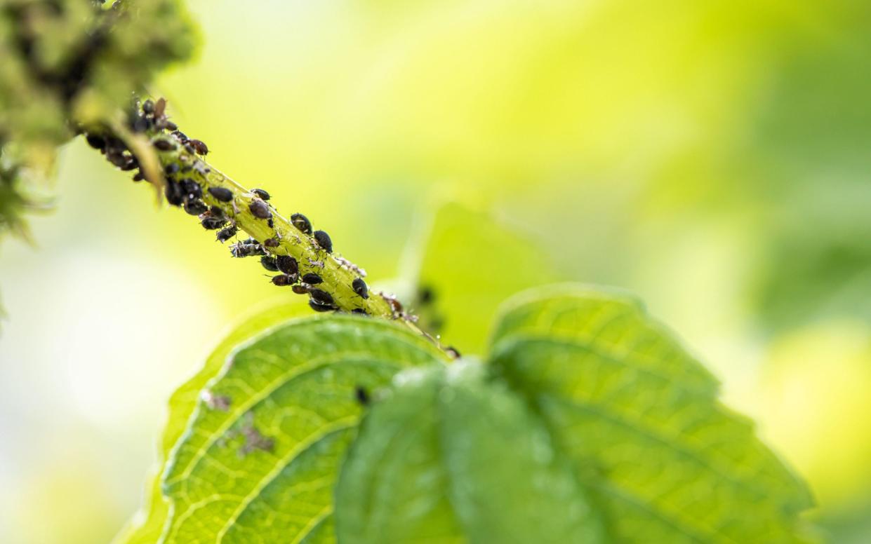 Aphids will benefit from a mild spell in winter