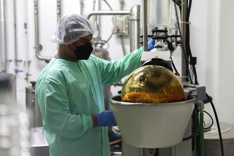 Production of cannabis-infused medicine at the Government Pharmaceutical Organization in Pathum Thani province