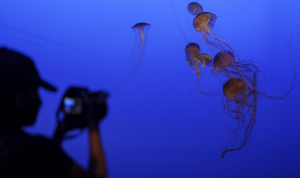 Un visitante toma una fotografía a una medusa en la exposición "Spineless" en el Acuario de Nueva York el lunes 24 de agosto de 2020, en Nueva York. El acuario reabrió a visitantes que tenían boletos reservados. Tras ser una de las ciudades más afectadas por la pandemia en Estados Unidos, Nueva York ha comenzado a reabrir sus centros culturales como museos y el acuario siguiendo medidas de seguridad. (Foto AP/Bebeto Matthews)